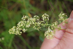 Galium × pomeranicum