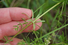 Galium × pomeranicum