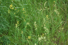 Galium × pomeranicum