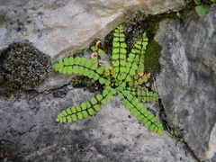 Asplenium trichomanes inexpectans