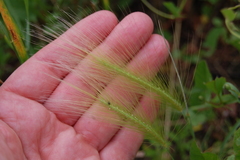 Hordeum jubatum
