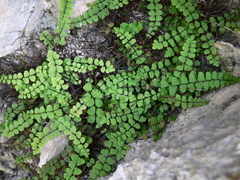 Asplenium trichomanes inexpectans