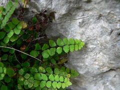 Asplenium trichomanes inexpectans