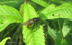 Laphria mitsukurii