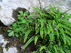 Asplenium trichomanes inexpectans