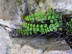 Asplenium trichomanes inexpectans