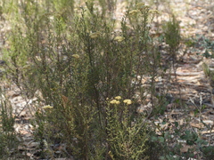 Ozothamnus retusus