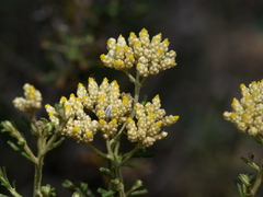 Ozothamnus retusus