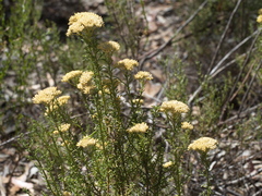 Ozothamnus retusus
