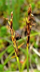 Carex anthoxanthea