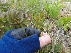 Carex anthoxanthea