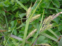Carex macrochaeta