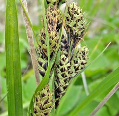 Carex macrochaeta