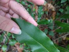 Macadamia tetraphylla