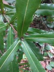 Macadamia tetraphylla