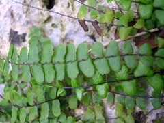 Asplenium trichomanes inexpectans