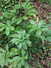 Costus pulverulentus