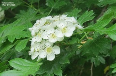 Crataegus pinnatifida