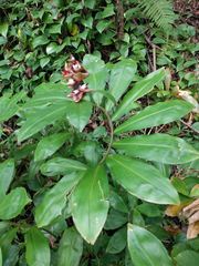 Costus pulverulentus