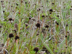Juncus falcatus sitchensis
