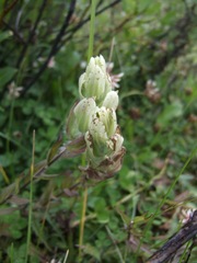 Castilleja septentrionalis