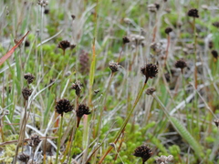 Juncus falcatus sitchensis