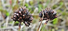 Juncus falcatus sitchensis