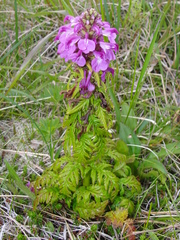 Pedicularis chamissonis