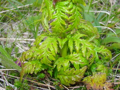 Pedicularis chamissonis