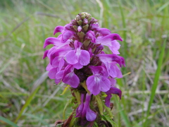 Pedicularis chamissonis