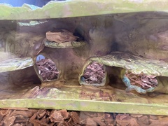 Correlophus ciliatus