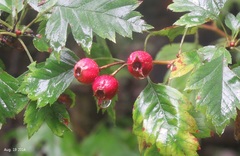 Crataegus pinnatifida