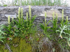 Platanthera convallariifolia