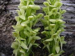 Platanthera convallariifolia