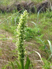 Platanthera convallariifolia