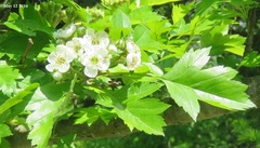 Crataegus pinnatifida