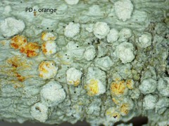 Lepra trachythallina