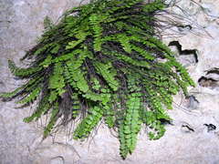 Asplenium trichomanes inexpectans