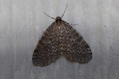 Operophtera occidentalis