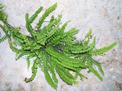 Asplenium trichomanes inexpectans