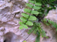 Asplenium trichomanes inexpectans
