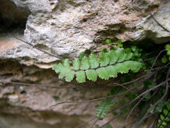 Asplenium trichomanes inexpectans