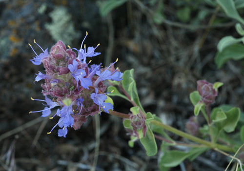 Salvia dorrii var. incana