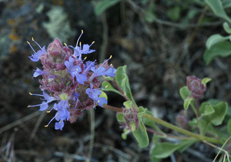 Salvia dorrii var. incana