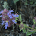 Salvia dorrii incana - Photo 由 Steve Matson 所上傳的 (c) Steve Matson，保留部份權利CC BY