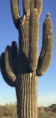 Carnegiea gigantea