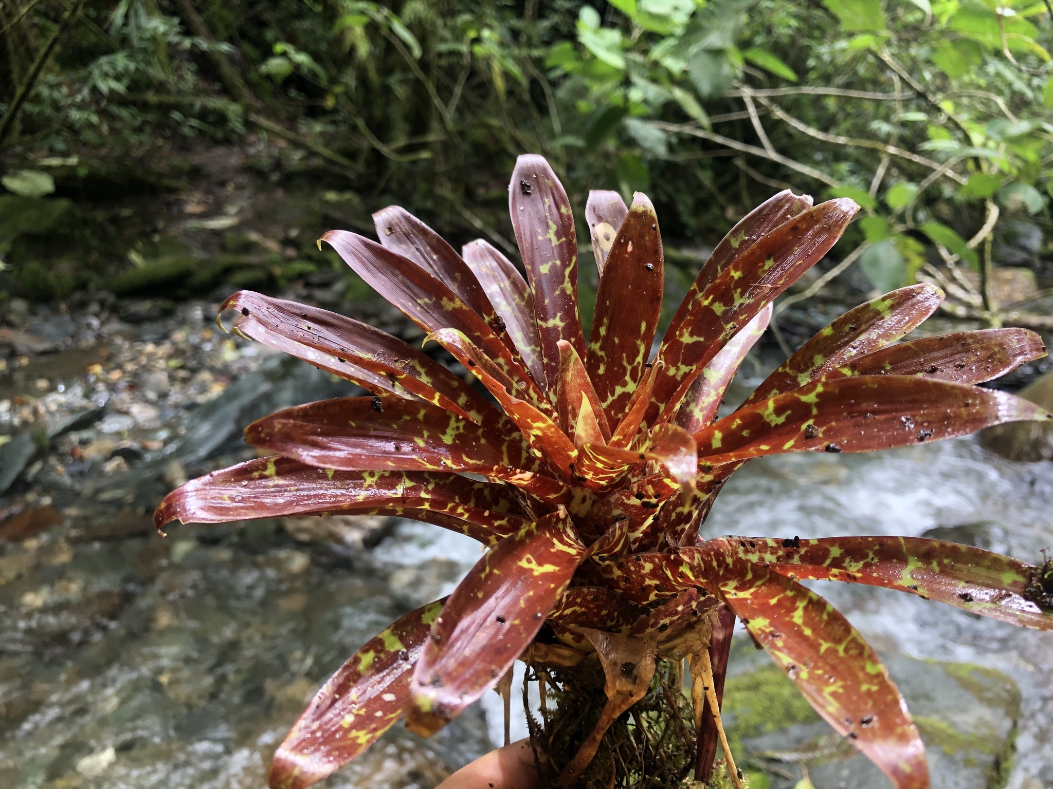 Bromeliaceae image