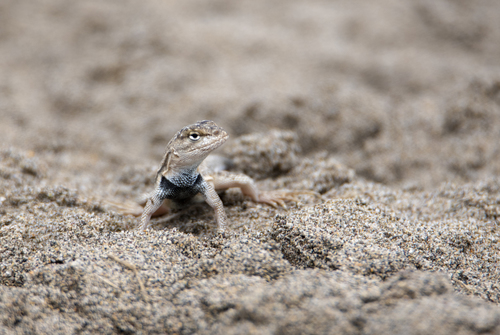 Tschudi's Pacific Iguana, Microlophus thoracicus