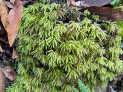 Leucolepis acanthoneura