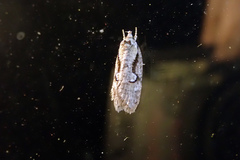Semioscopis